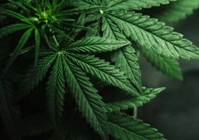 Uso Medicinal da Cannabis: Mitos e Verdades